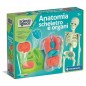ANATOMIA SQUISHY 19414 EAN 8005125194148 INGROSSO SCIENZA E GIOCO CLEMENTONI