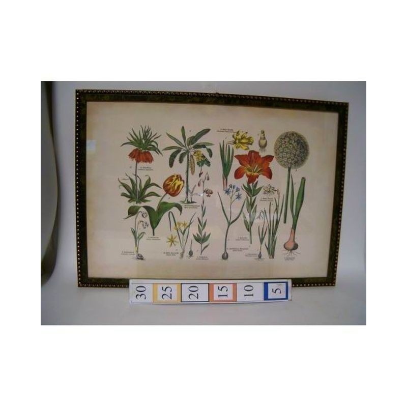 STAMPA 35x50 NOCE EAN 8000321013552 INGROSSO COMPLEMENTI ARREDO VARI STAMPA 35x50 NOCE EAN 8000321013552 INGROSSO COMPLEMENTI ARREDO VARI