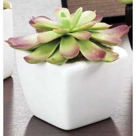 INGROSSO CASALINGHI PIANTA GR. 5x5xH15 8021785216129 INGROSSO ARTICOLI PER CASA FIORI FINTI D'ARREDO